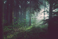 Sunlight through a misty evergreen forest