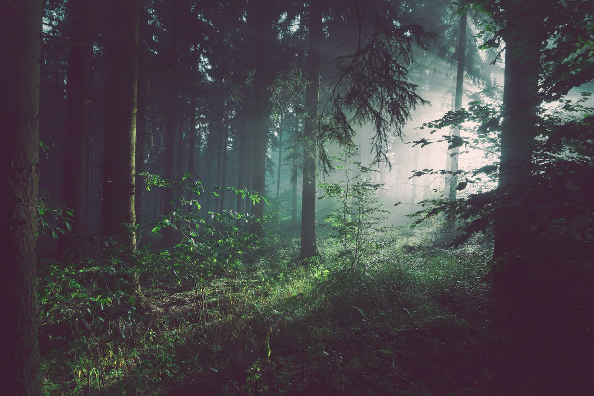 Sunlight through a misty evergreen forest